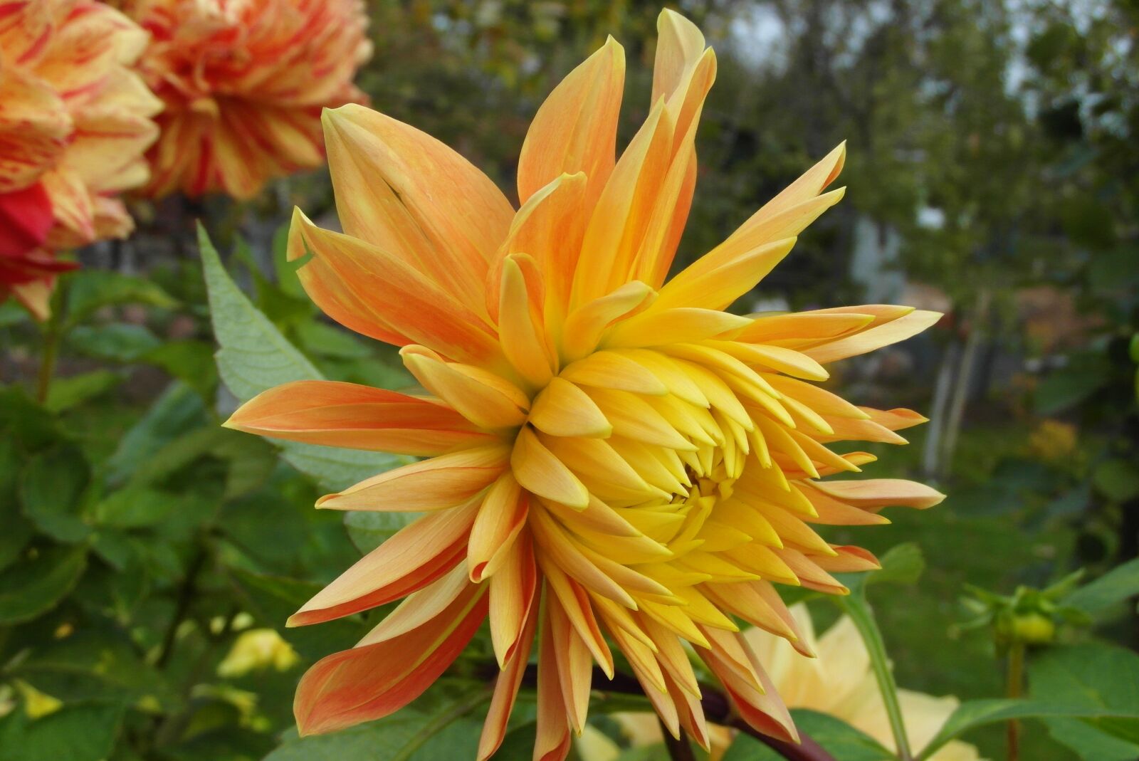 Samsung WB750 sample photo. Dalia, flower, plant photography