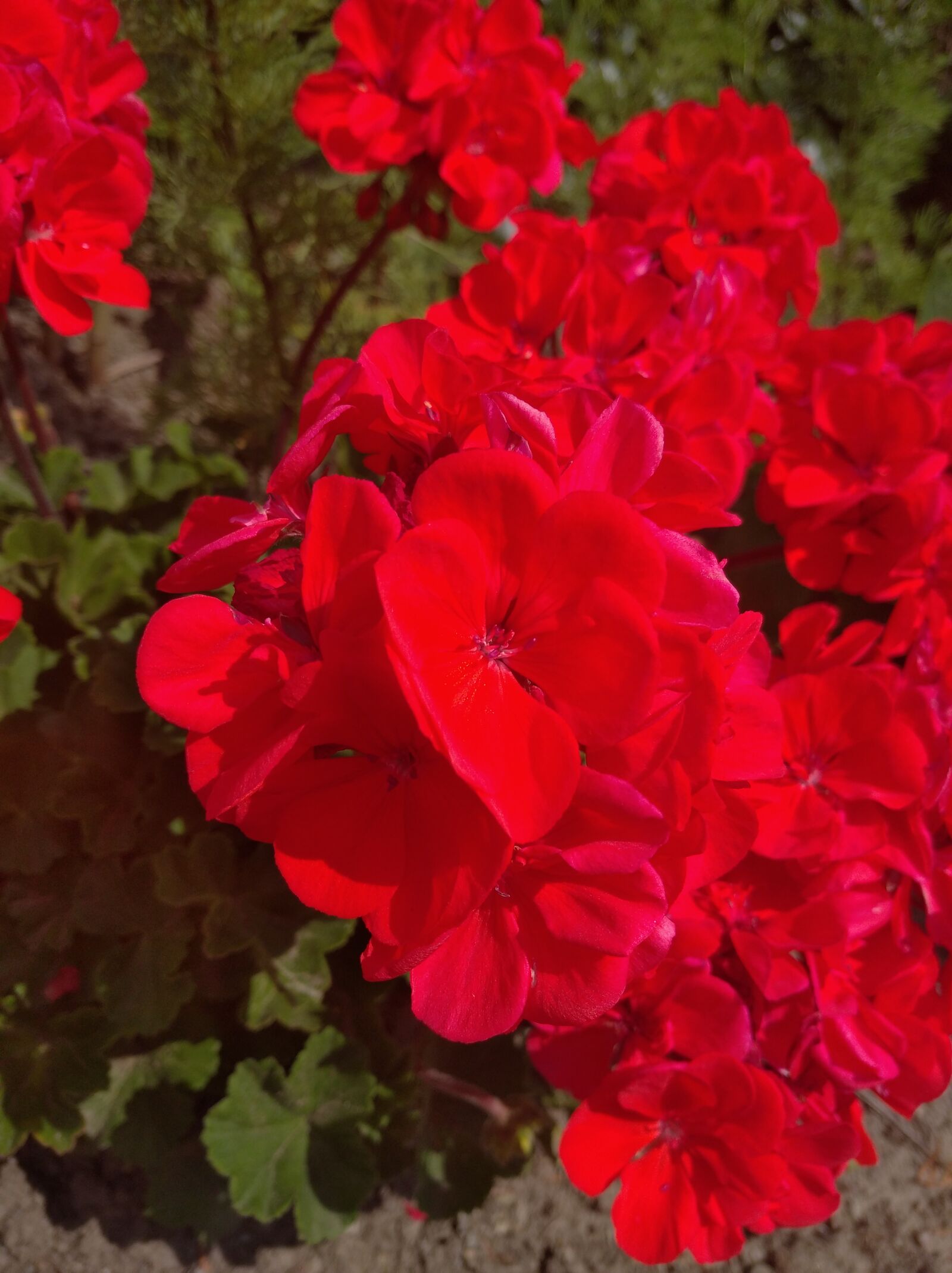 Xiaomi Redmi 8 sample photo