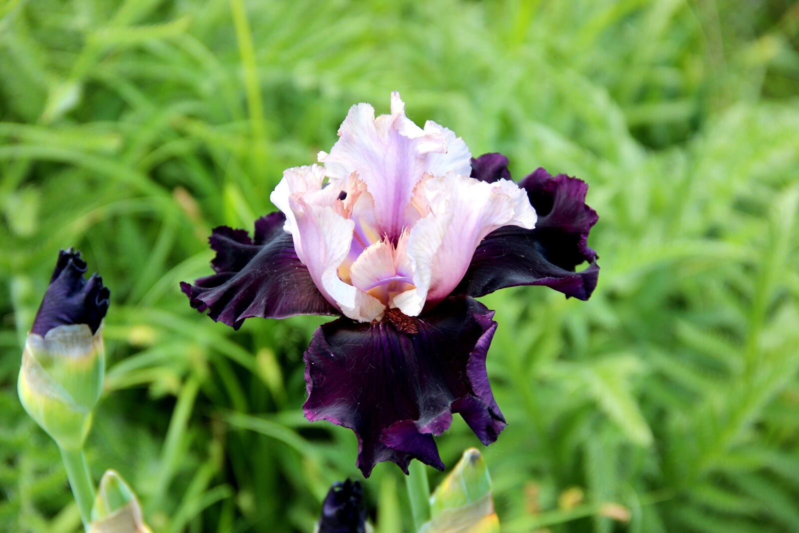 Canon EOS 600D (Rebel EOS T3i / EOS Kiss X5) sample photo. Summer, garden, flower photography