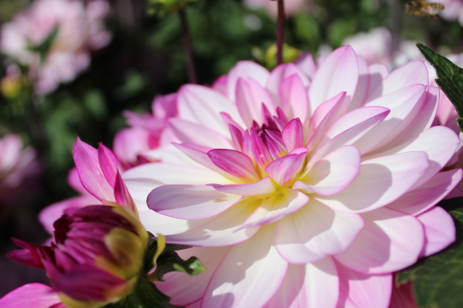 Canon EOS 1300D (EOS Rebel T6 / EOS Kiss X80) sample photo. Dahlia, flower, flower garden photography