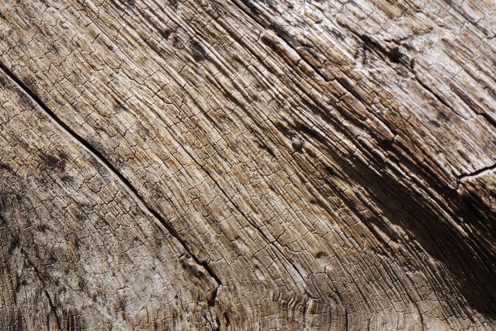 Samsung NX mini sample photo. Structure, bark, tree photography