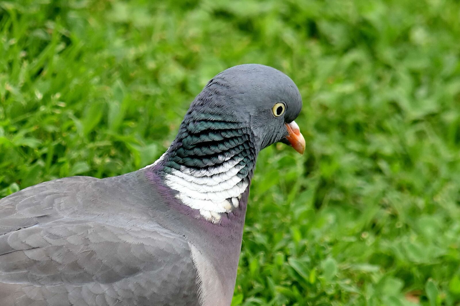 Nikon D5500 sample photo. Head, pigeon, side view photography