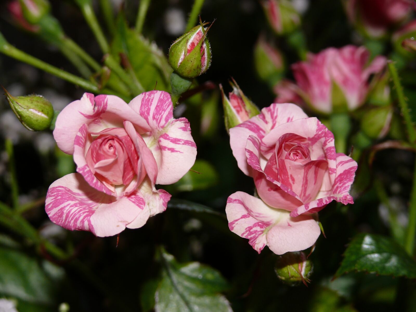Panasonic DMC-FZ50 sample photo. Roses, flowers, rose photography