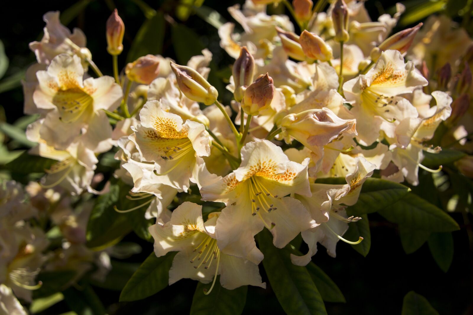 Canon EOS 60D sample photo. Garden, flower, blossom photography