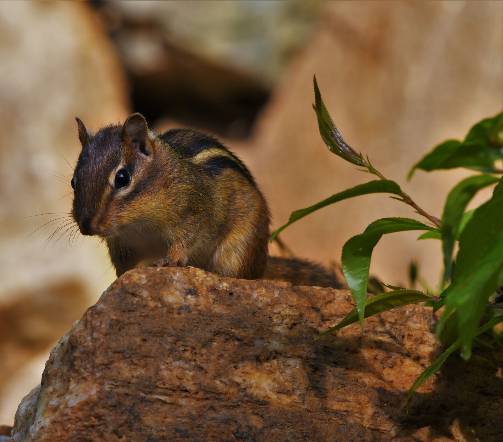 Nikon D850 sample photo. Chipmunk, rodent, squirrel photography