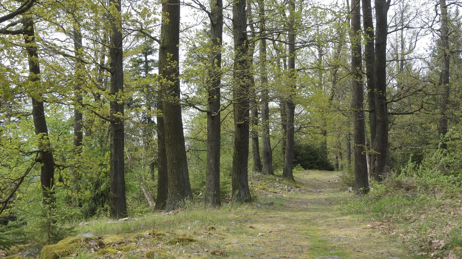 Nikon Coolpix P610 sample photo. Forest, landscape with the photography