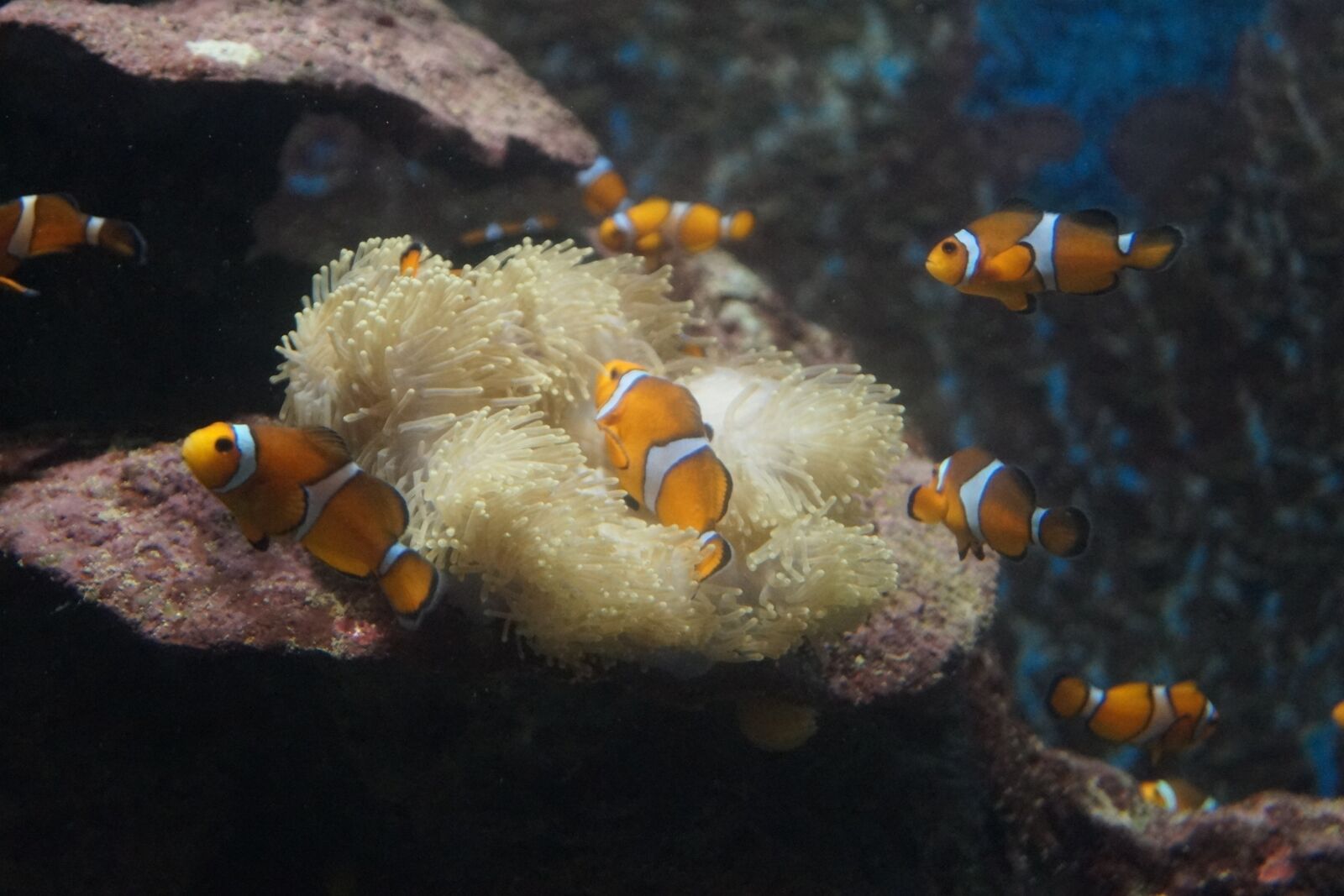 Sony DT 18-55mm F3.5-5.6 SAM II sample photo. Fishes, aquarium, fish photography