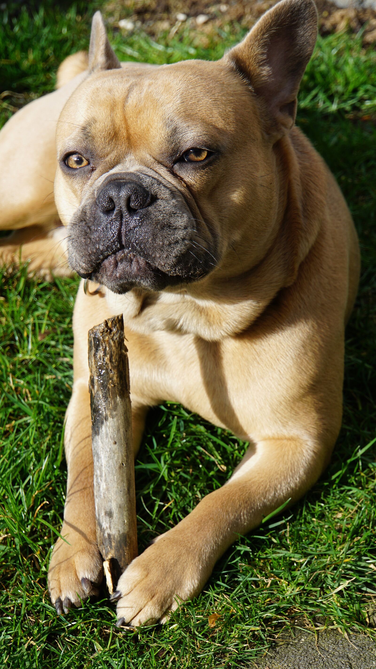 Sony E 18-200mm F3.5-6.3 OSS LE sample photo. French bulldog, dog, animal photography