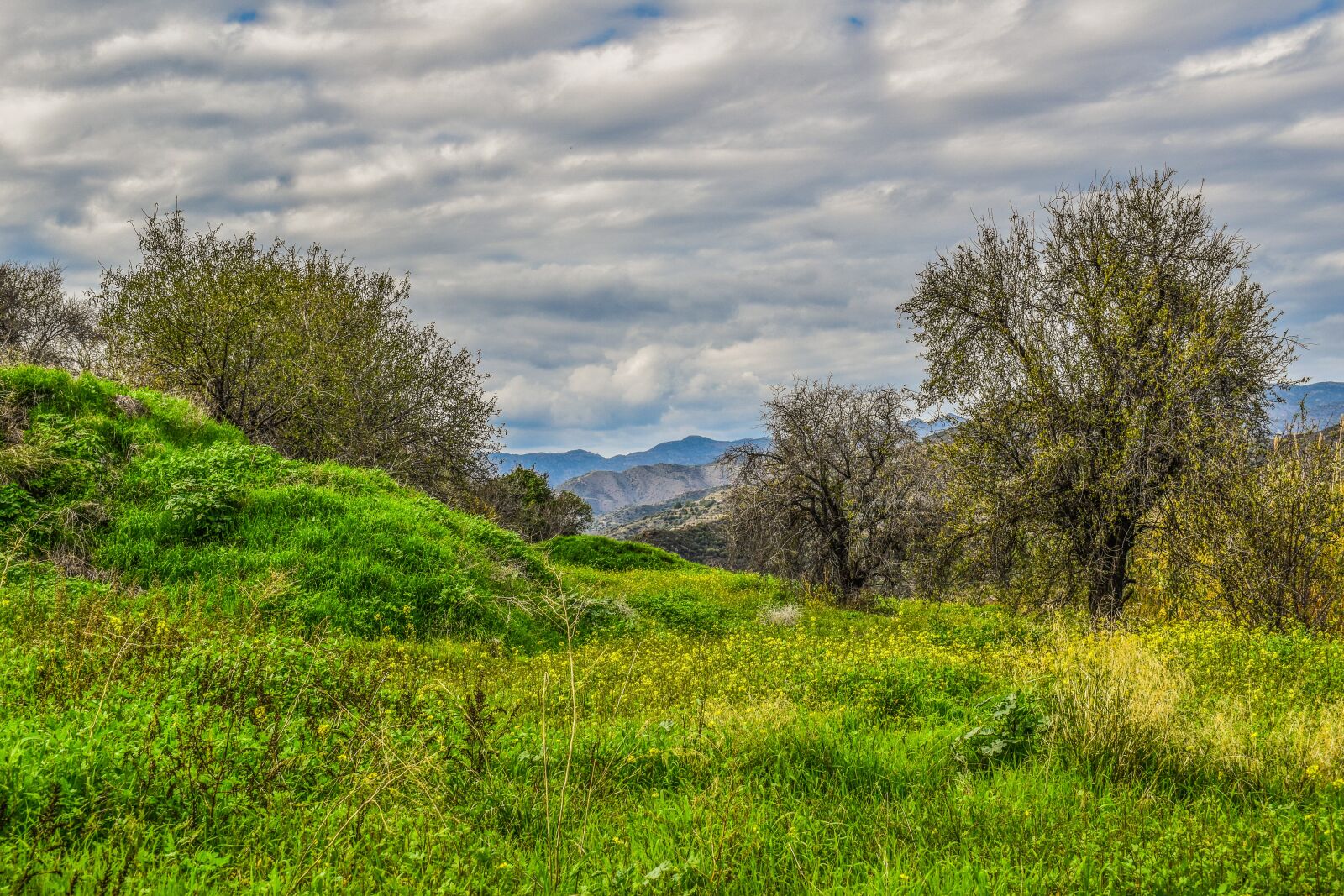 Nikon D3300 sample photo. Nature, landscape, tree photography