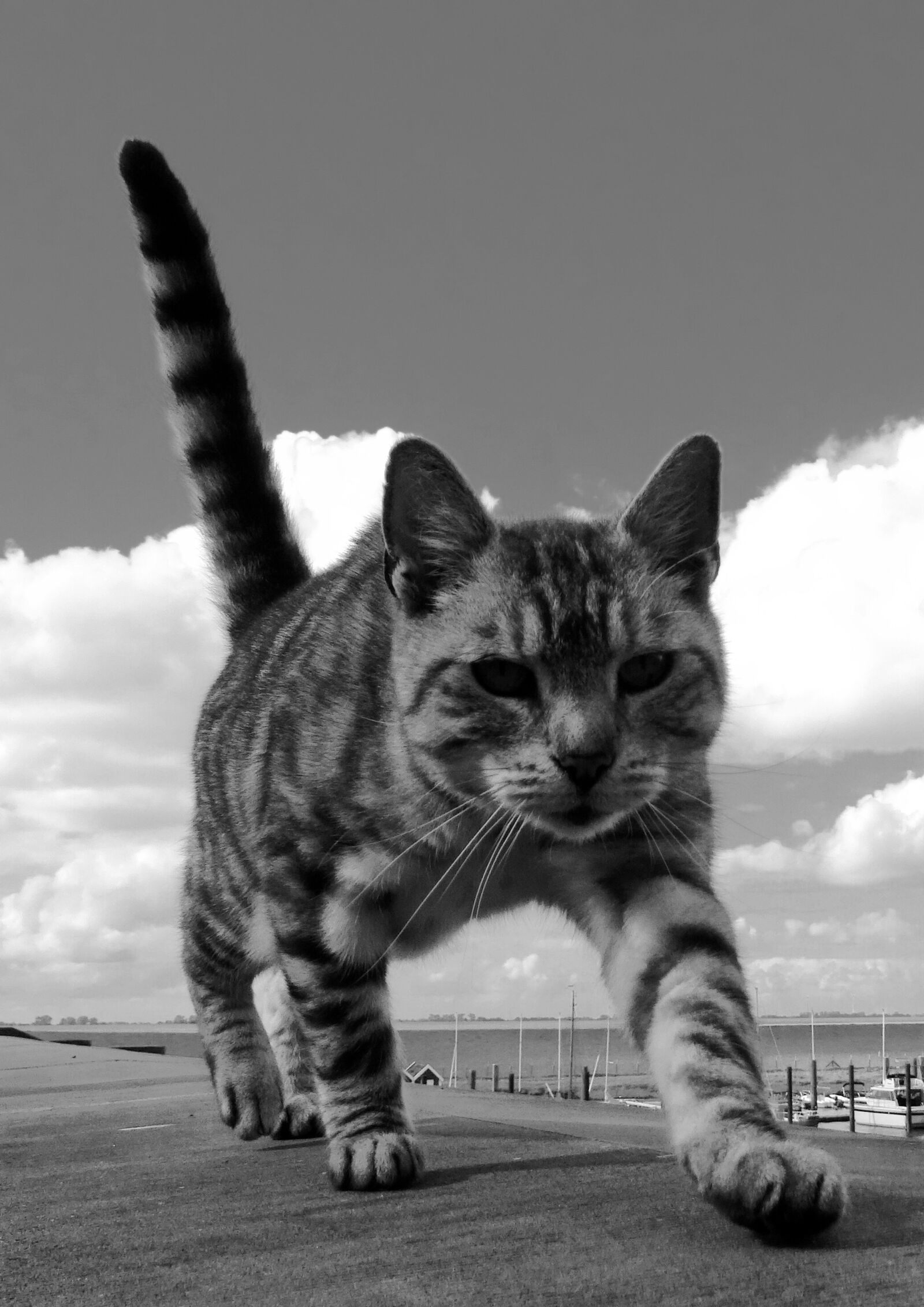 Sony DSC-HX50 sample photo. Cat, black white photo photography