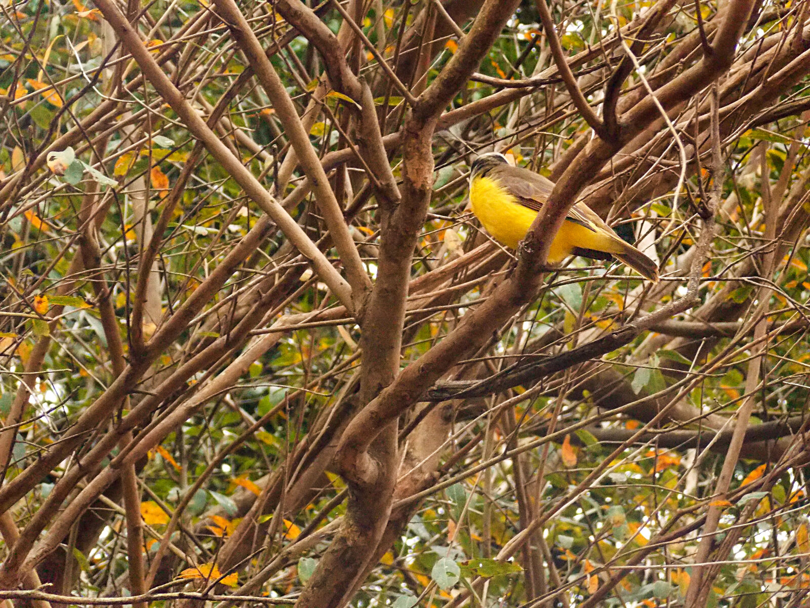 Nikon Coolpix L810 sample photo. Bird, brasil, nature, spring photography