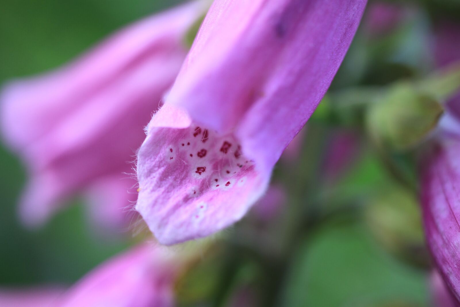 Canon EOS 7D sample photo. Thimble, digitalis, blossom photography