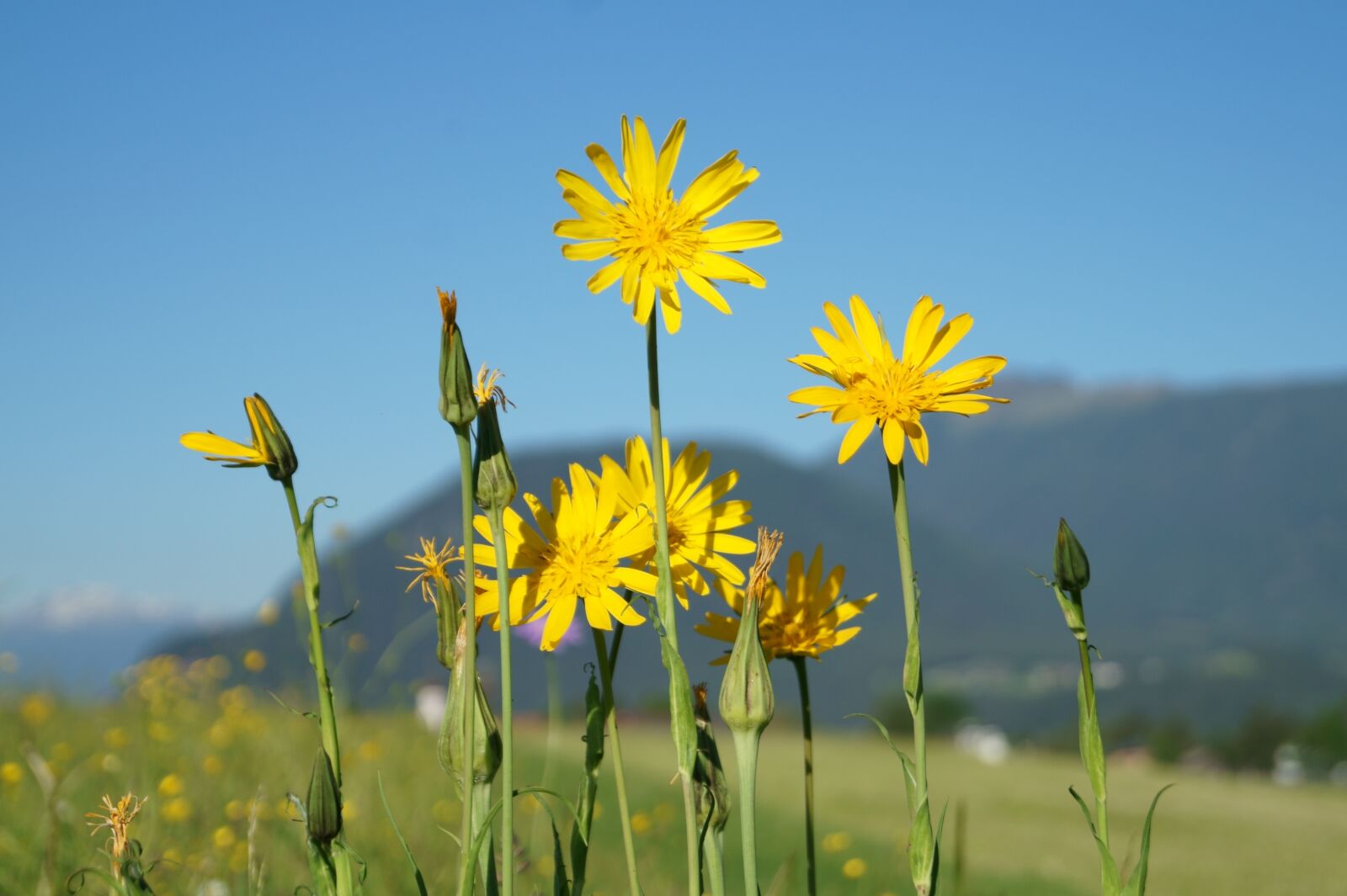 Sony DT 18-55mm F3.5-5.6 SAM II sample photo. Flowers, sun, yellow photography