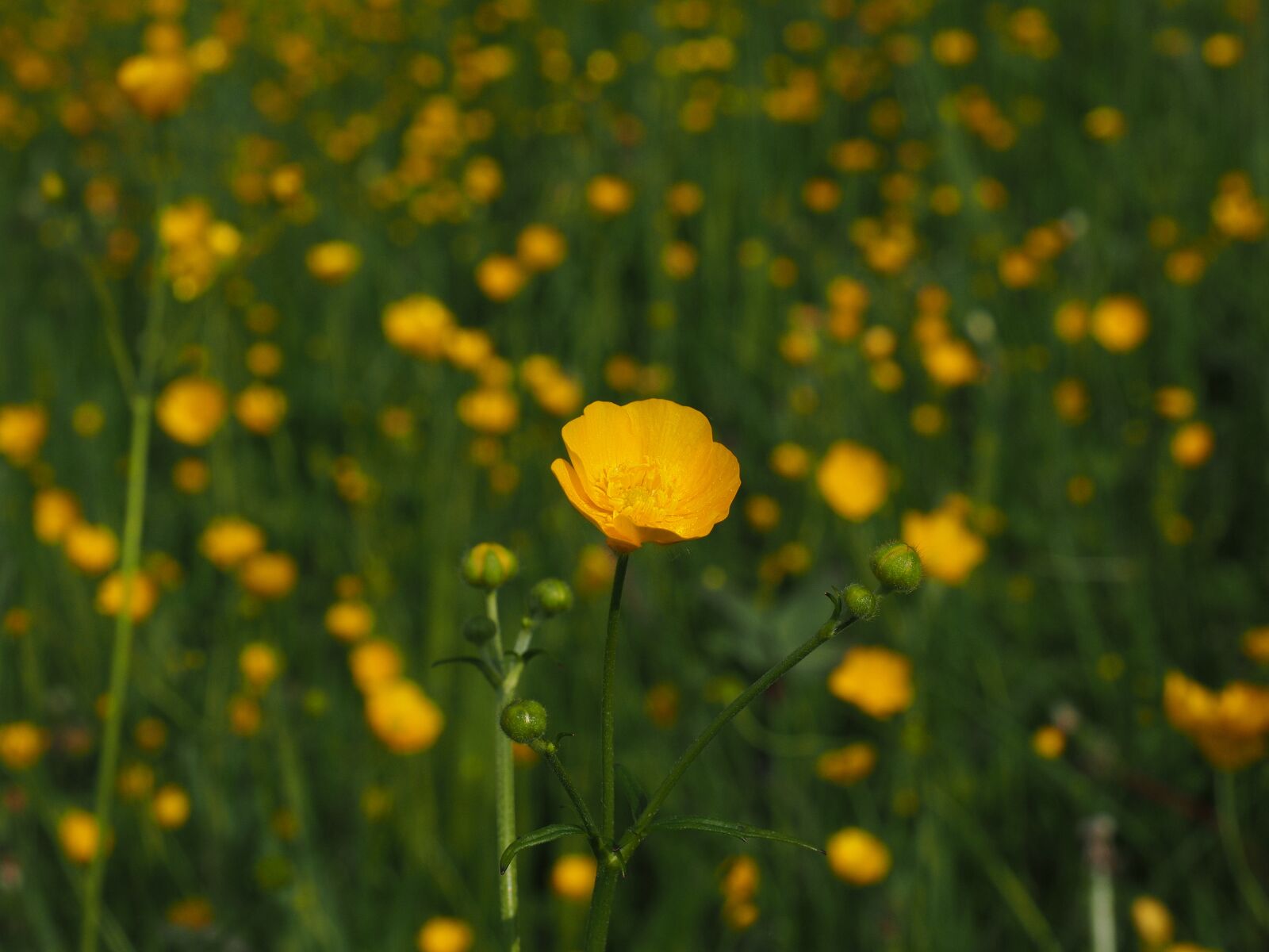 Olympus OM-D E-M1 + Olympus M.Zuiko Digital ED 12-40mm F2.8 Pro sample photo. Buttercup, pointed flower, flowers photography