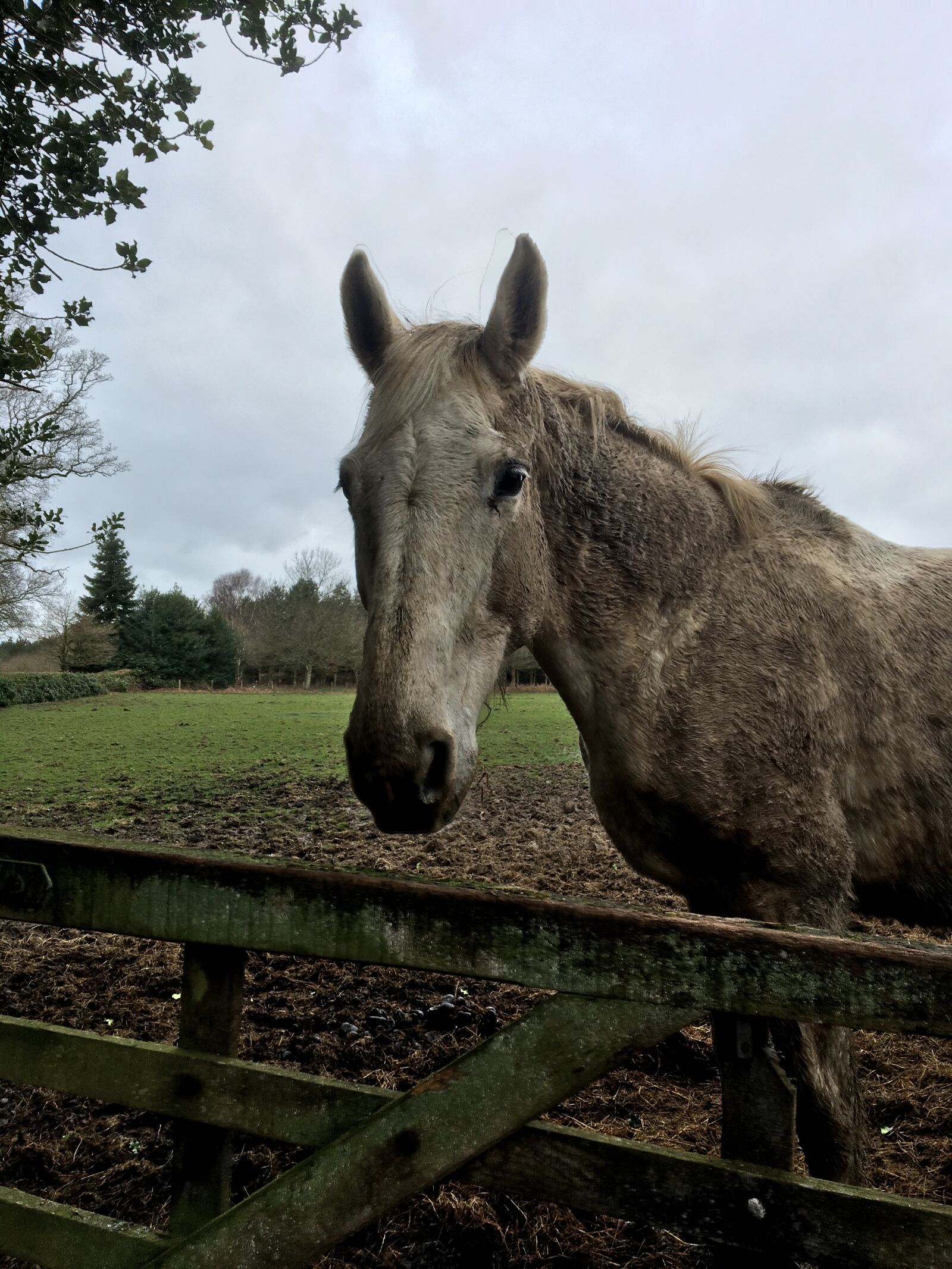 Apple iPhone 6s sample photo. Nature, animal, farm photography
