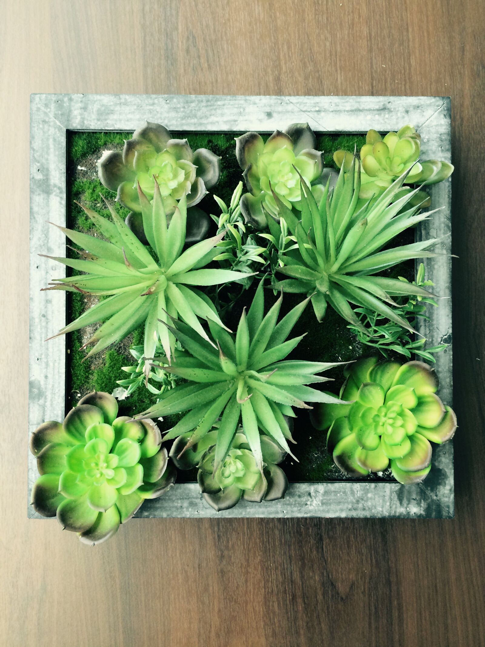 iPhone 5s back camera 4.15mm f/2.2 sample photo. Plant, succulent, succulents photography