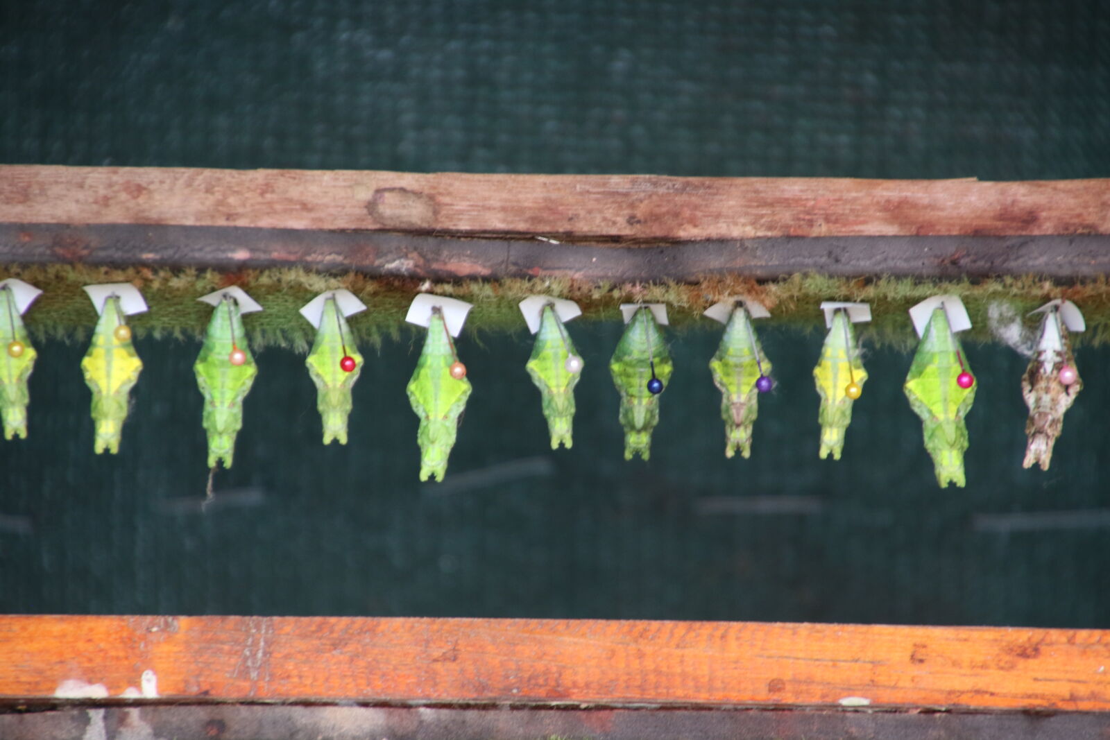 Canon EOS 7D Mark II sample photo. Animals, butterfly, captive, green photography