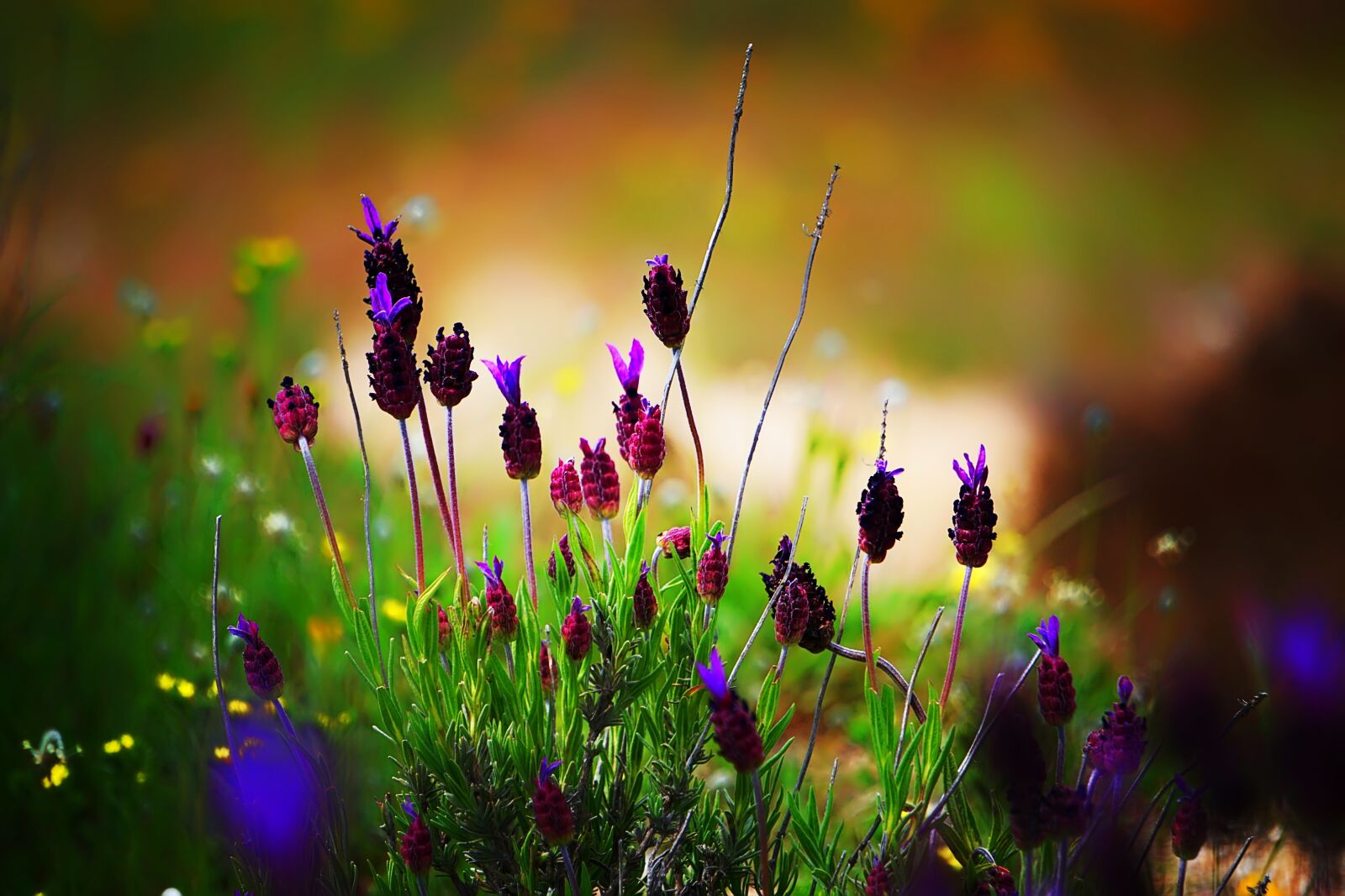 Sony E 55-210mm F4.5-6.3 OSS sample photo. Flower, nature, colors photography