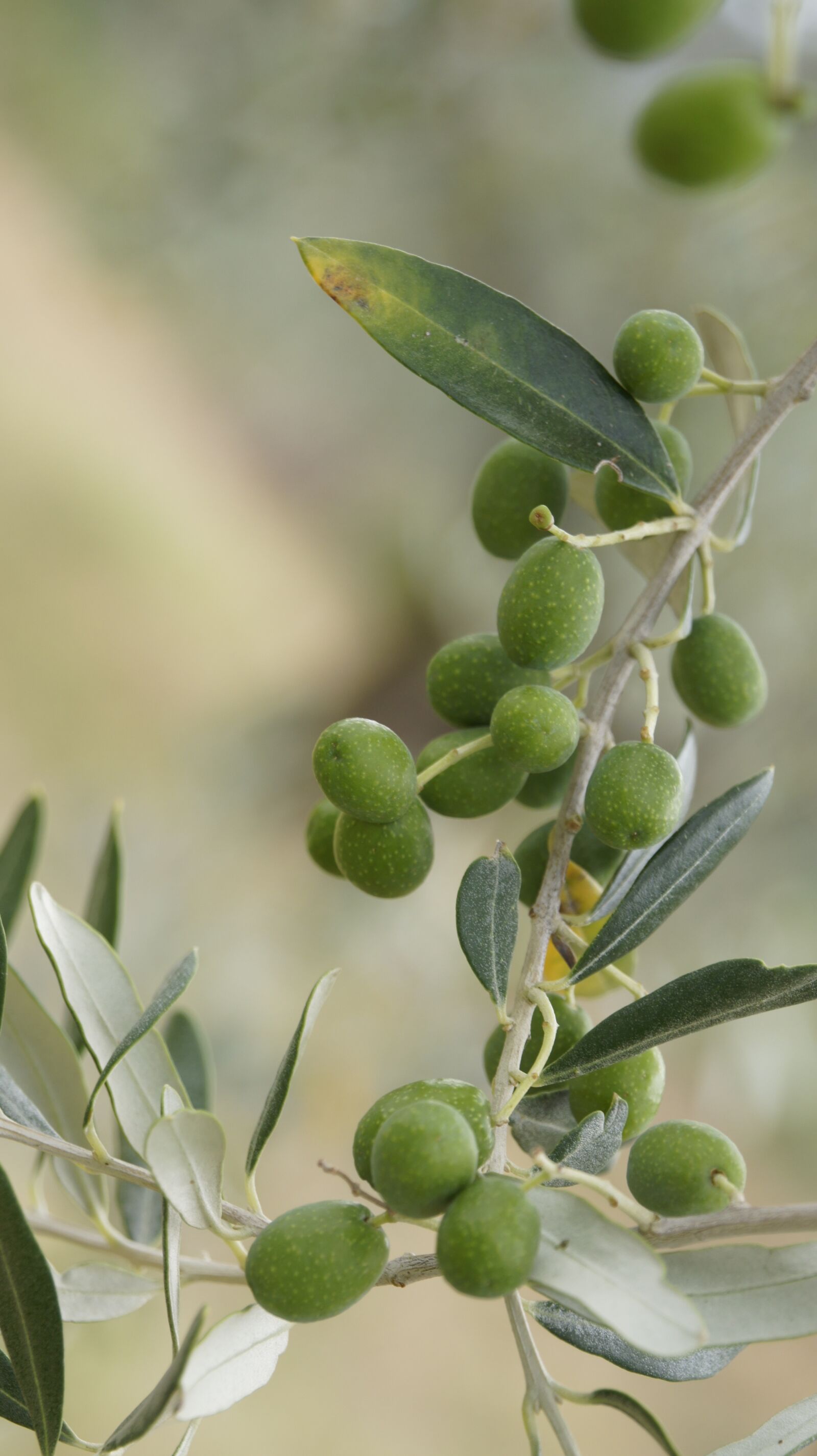 Sony Alpha NEX-5 sample photo. The olives, the olive photography