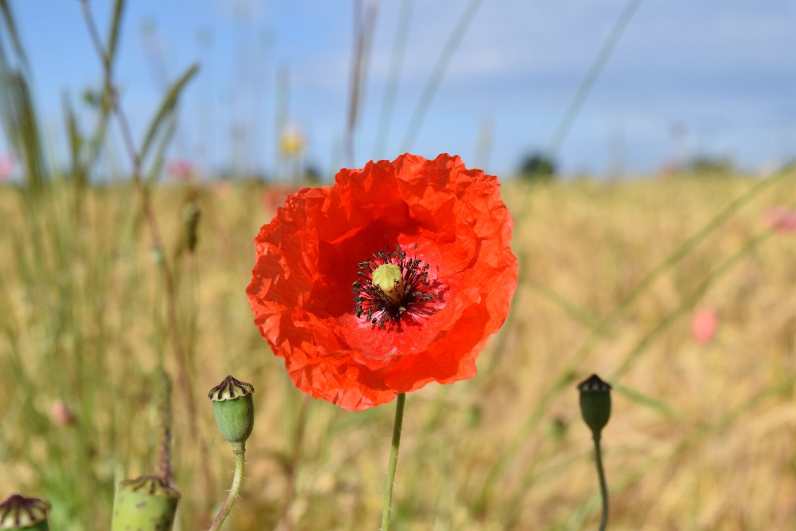 Nikon D3300 sample photo. Poppy flower, red, poppy photography