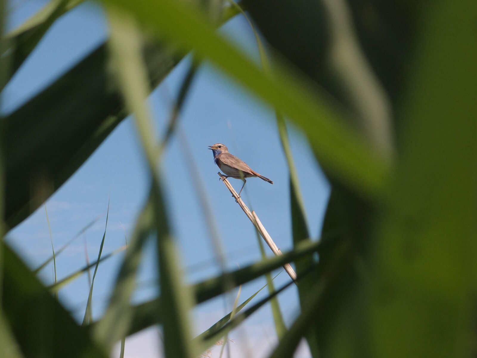 Olympus XZ-1 sample photo. Birds, songbird, bluethroat photography