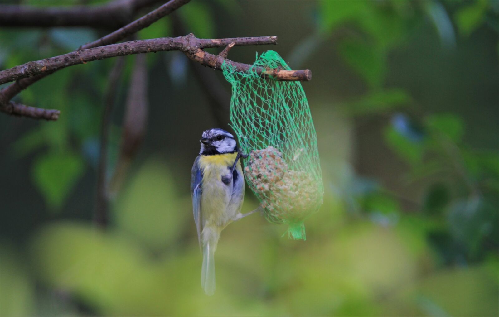 Tamron SP 150-600mm F5-6.3 Di VC USD sample photo. Blue tit, tit, songbird photography