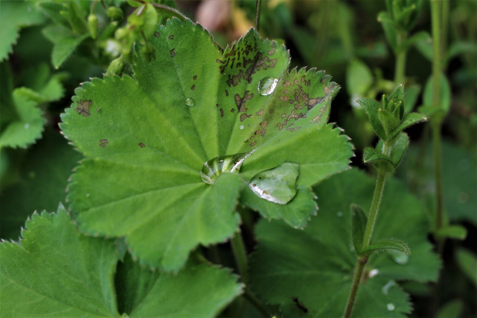Canon EF-S 35mm F2.8 Macro IS STM sample photo. Soft lady's mantle, frauenmantel photography