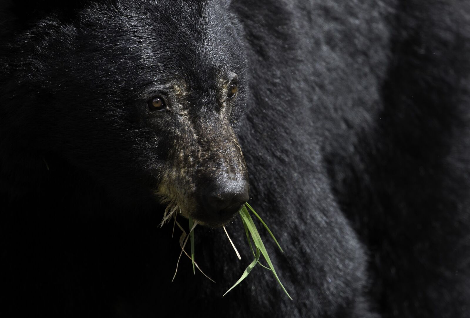 Canon EF 100-400mm F4.5-5.6L IS USM sample photo. Black bear, eating, wildlife photography