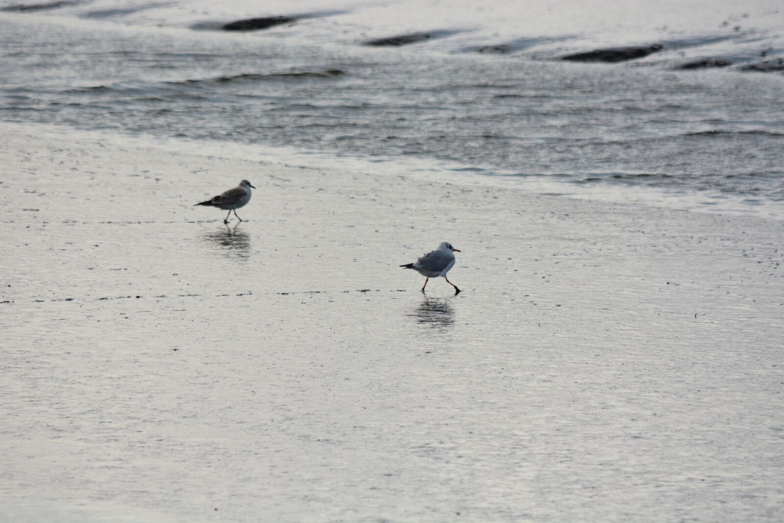 Nikon D7100 sample photo. Animal, seagull, bird photography