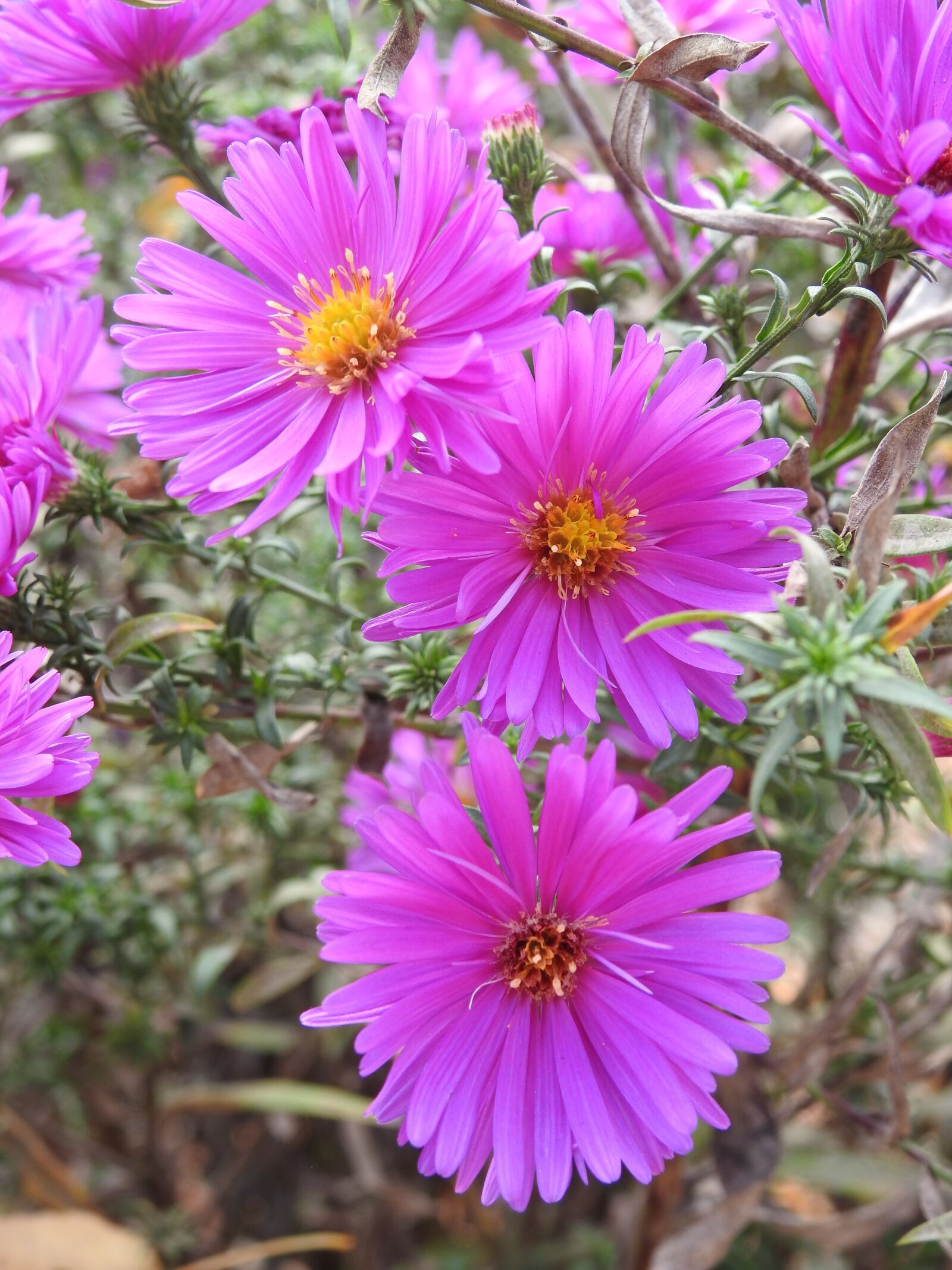 Nikon Coolpix P900 sample photo. Flowers pink, flowers, pink photography
