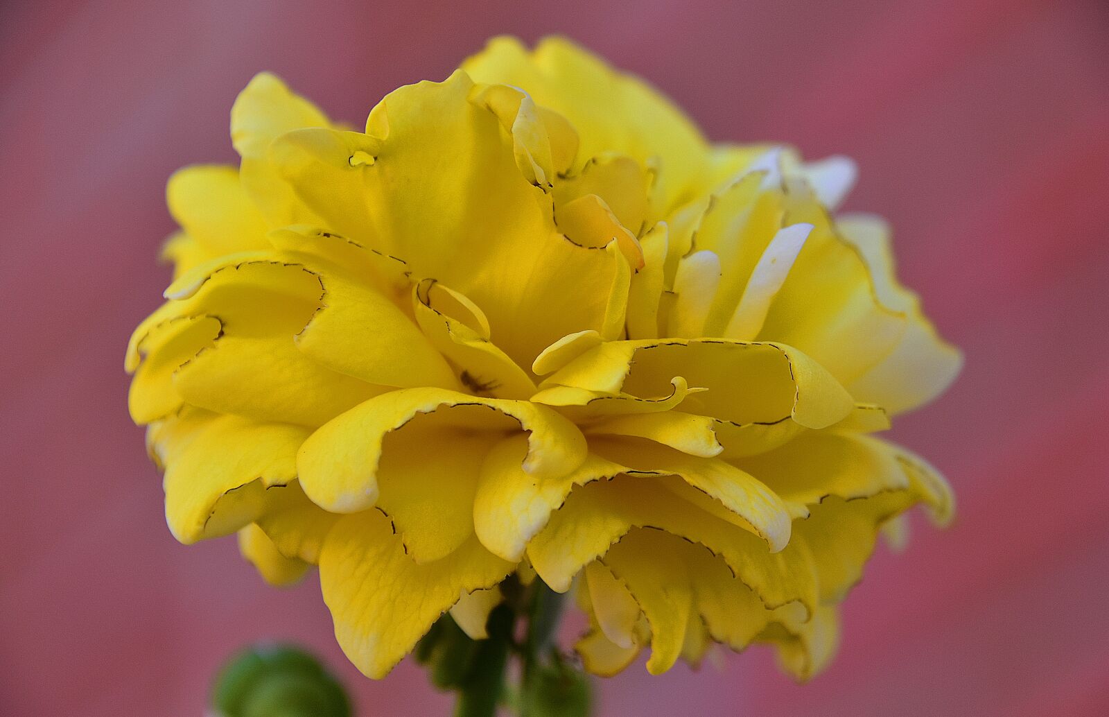 Nikon D7200 sample photo. Flower, garden, plant photography