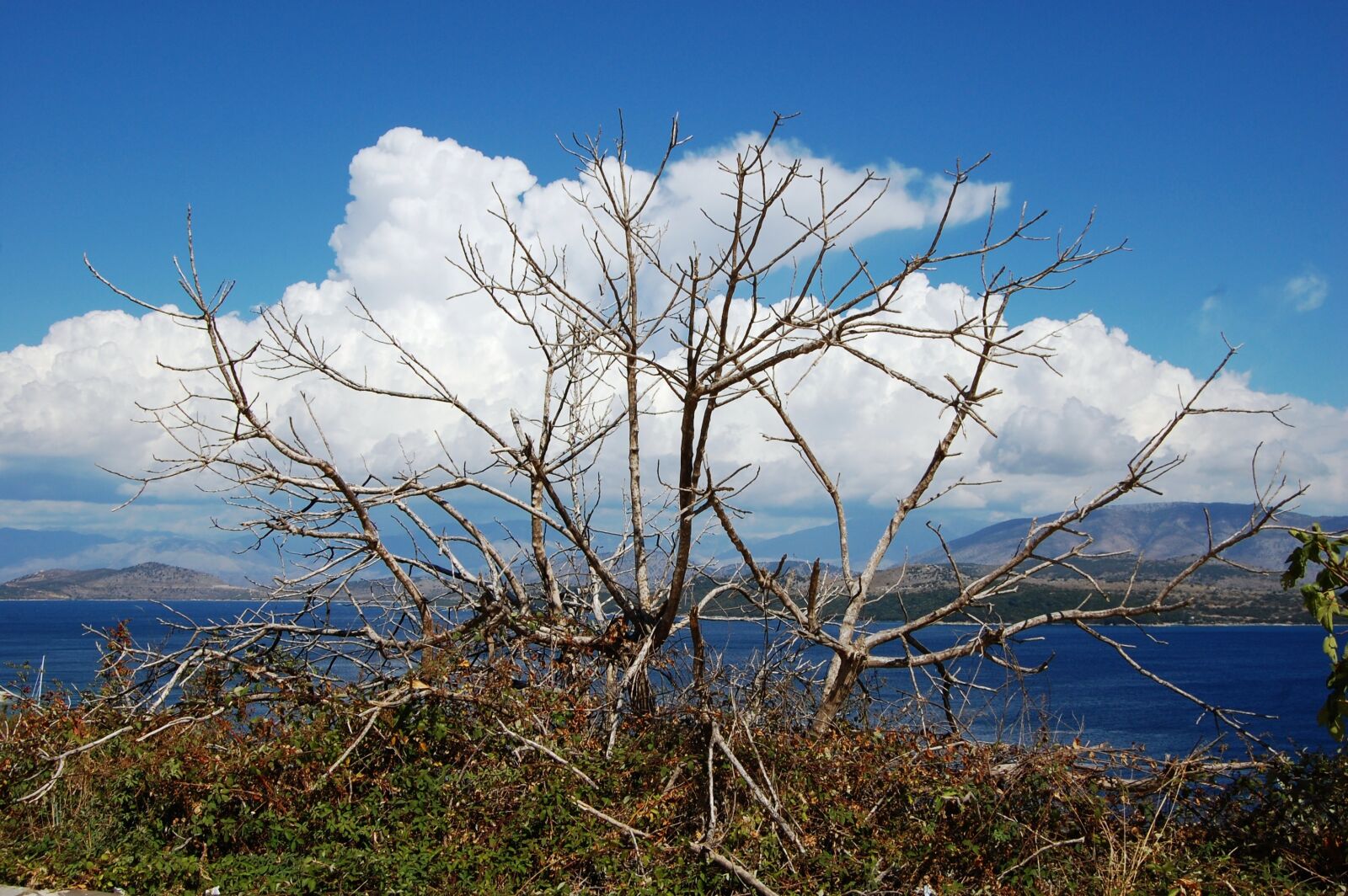 Nikon D40 sample photo. Uschni ty ficus, sea photography
