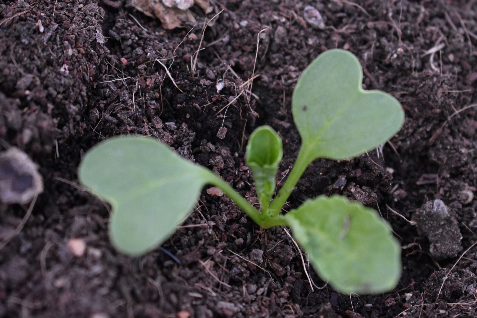 Nikon D3400 sample photo. Sapling, green, nature photography