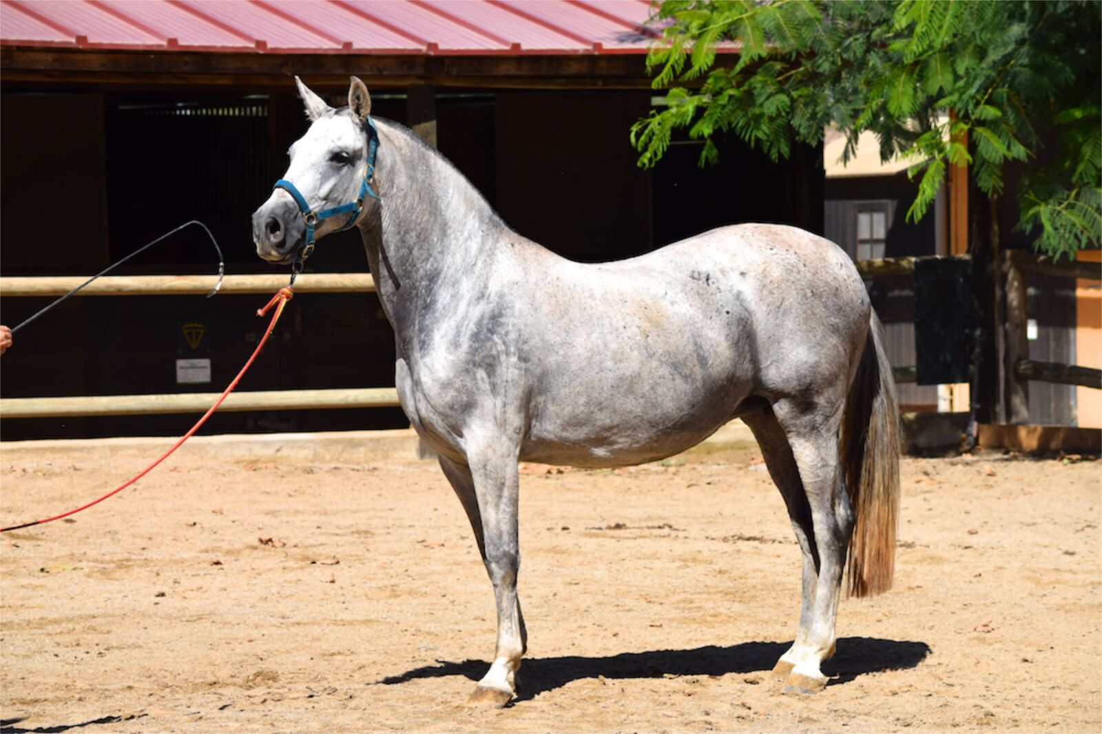 Nikon D3300 sample photo. Andalusian, andalusian horse, horse photography