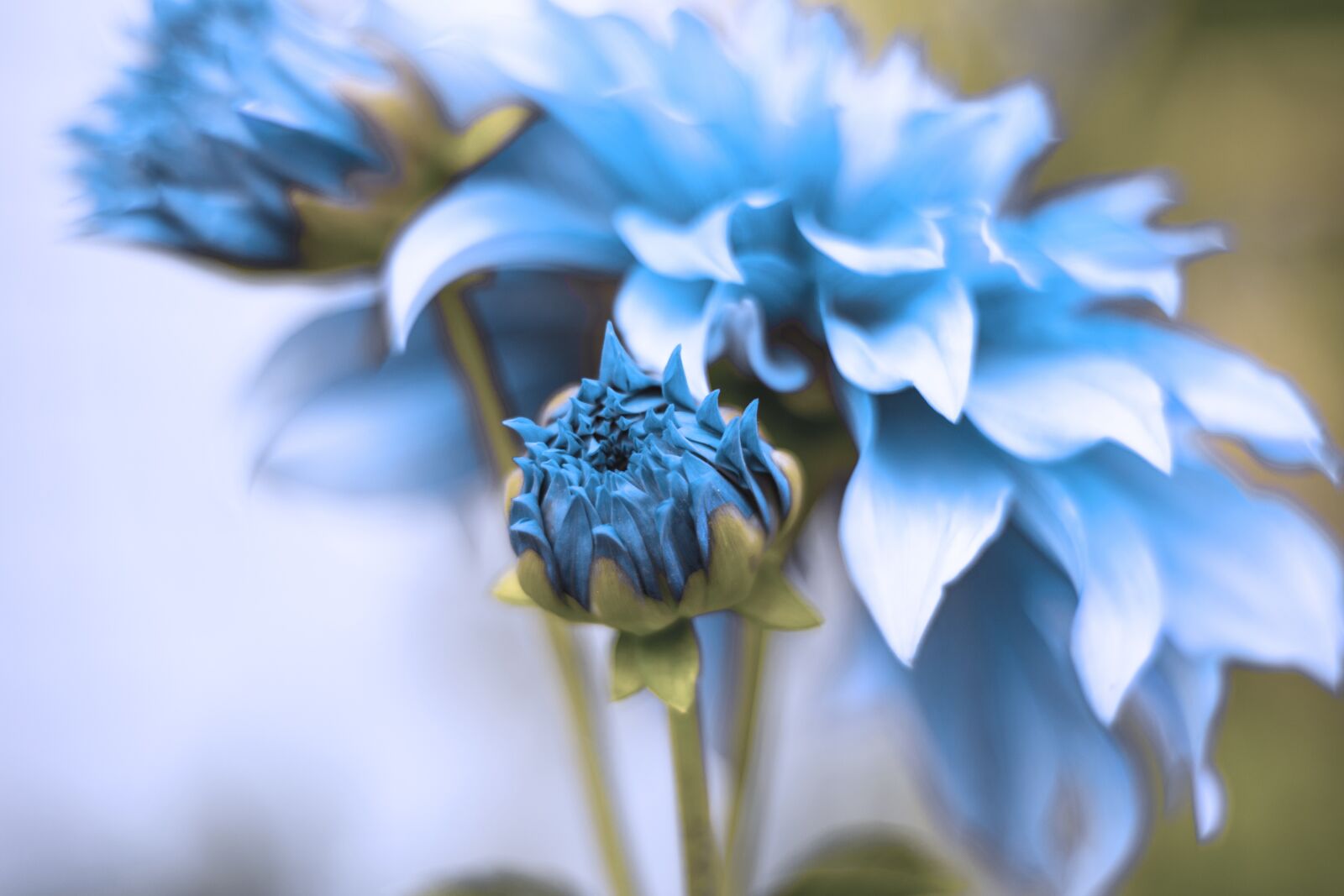 Nikon D3300 sample photo. Blue, flower, bloom photography