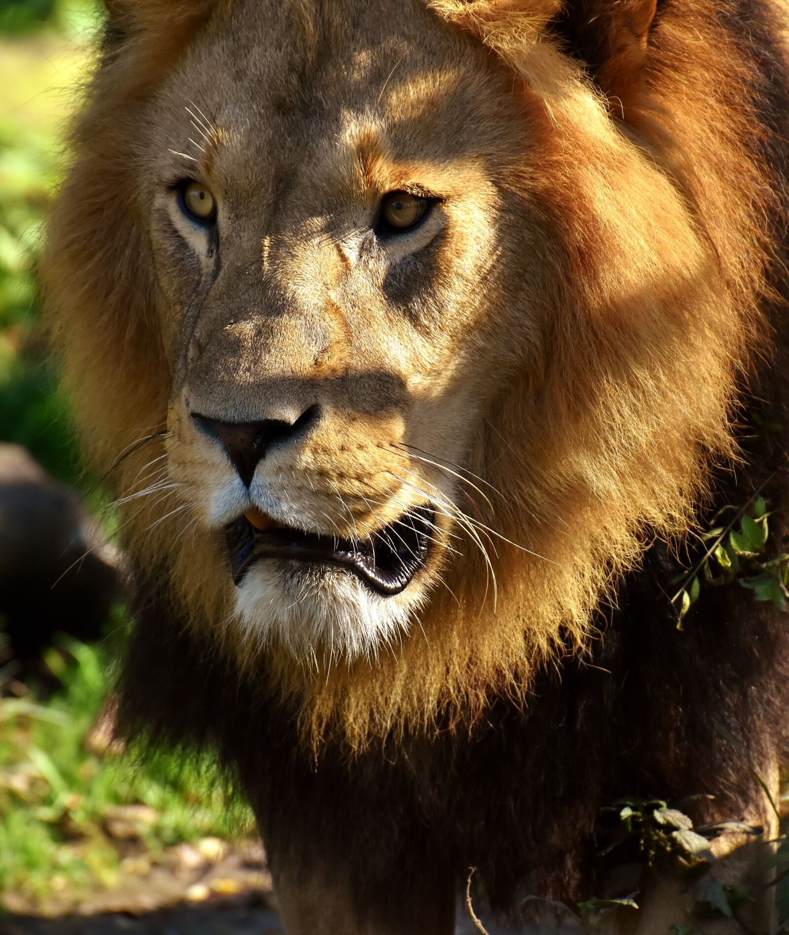 Nikon D7200 sample photo. Lion, predator, wild animal photography