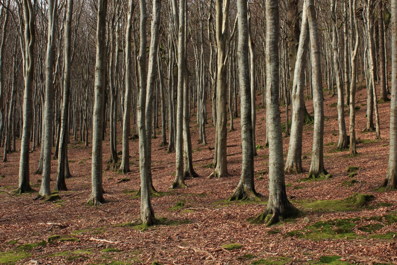 Canon EOS 600D (Rebel EOS T3i / EOS Kiss X5) sample photo. Wood, tree, nature photography