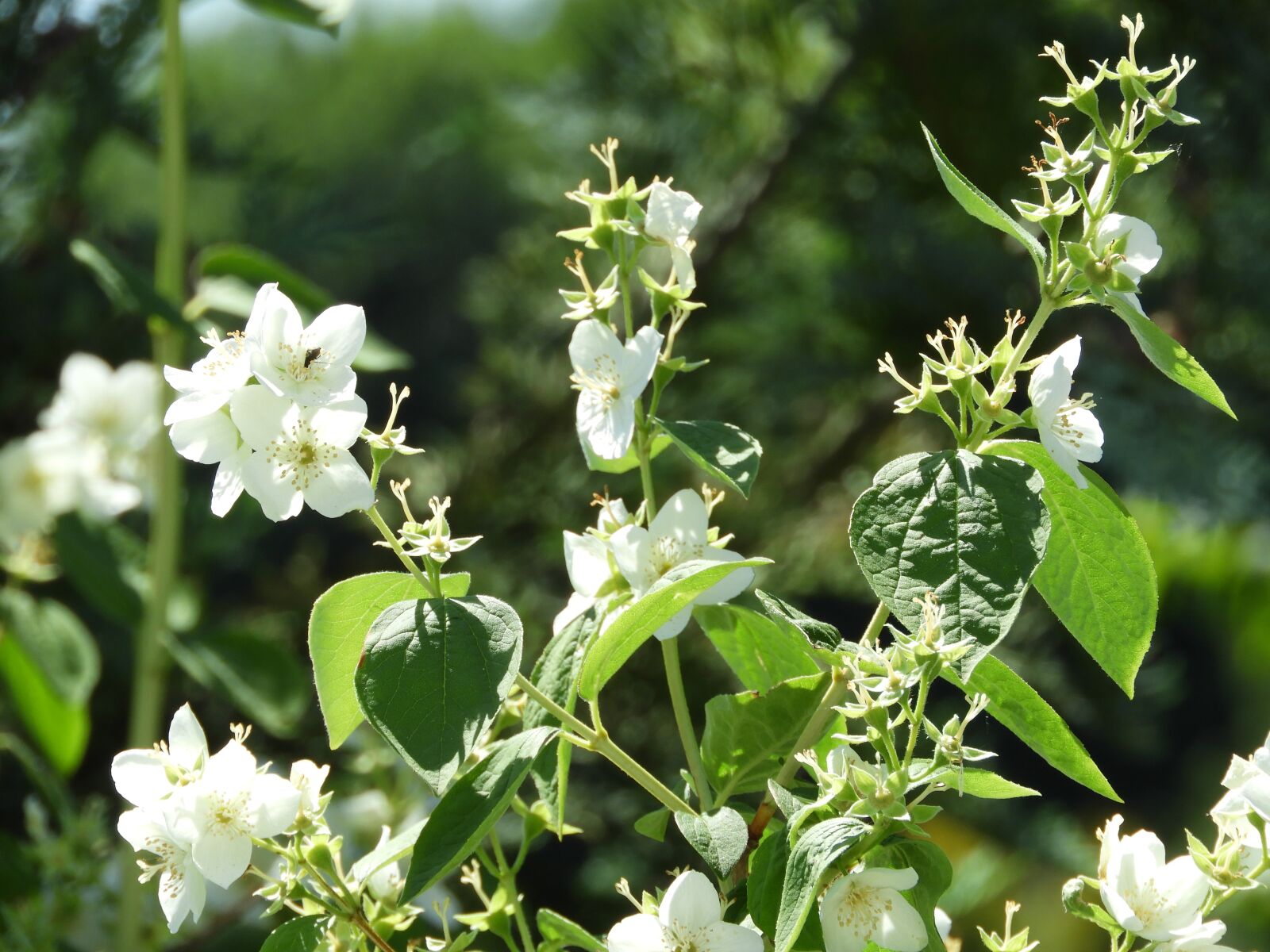 Nikon Coolpix B700 sample photo. Bloom, jasmin, fragrance photography