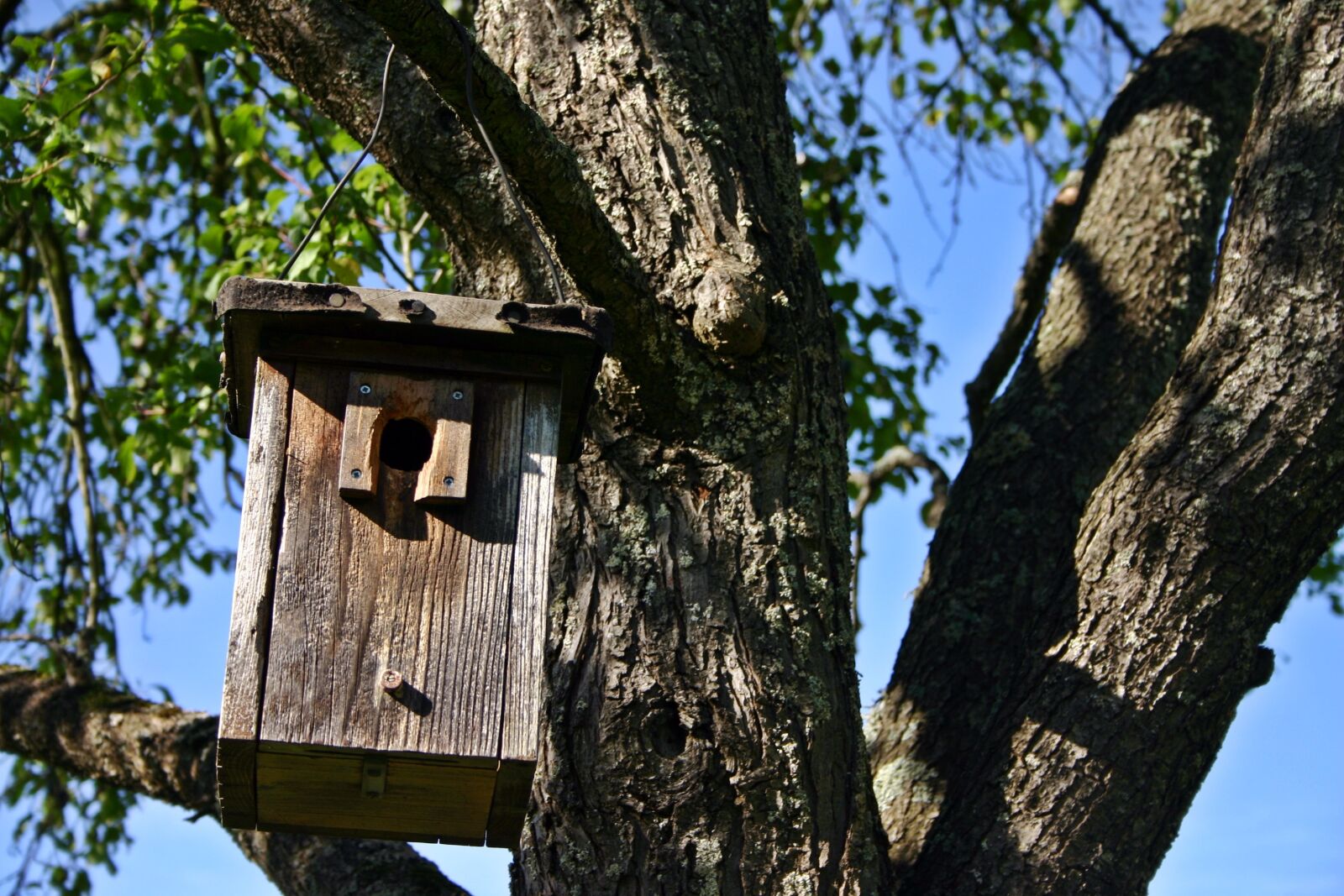 Canon EOS 300D (EOS Digital Rebel / EOS Kiss Digital) sample photo. Nesting box, tree, nature photography