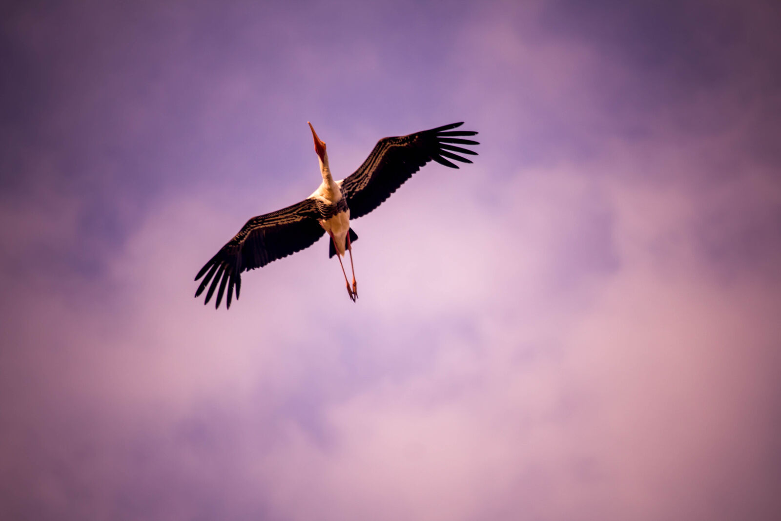 Canon EOS 600D (Rebel EOS T3i / EOS Kiss X5) sample photo. Bird, cloudy, flying, nature photography