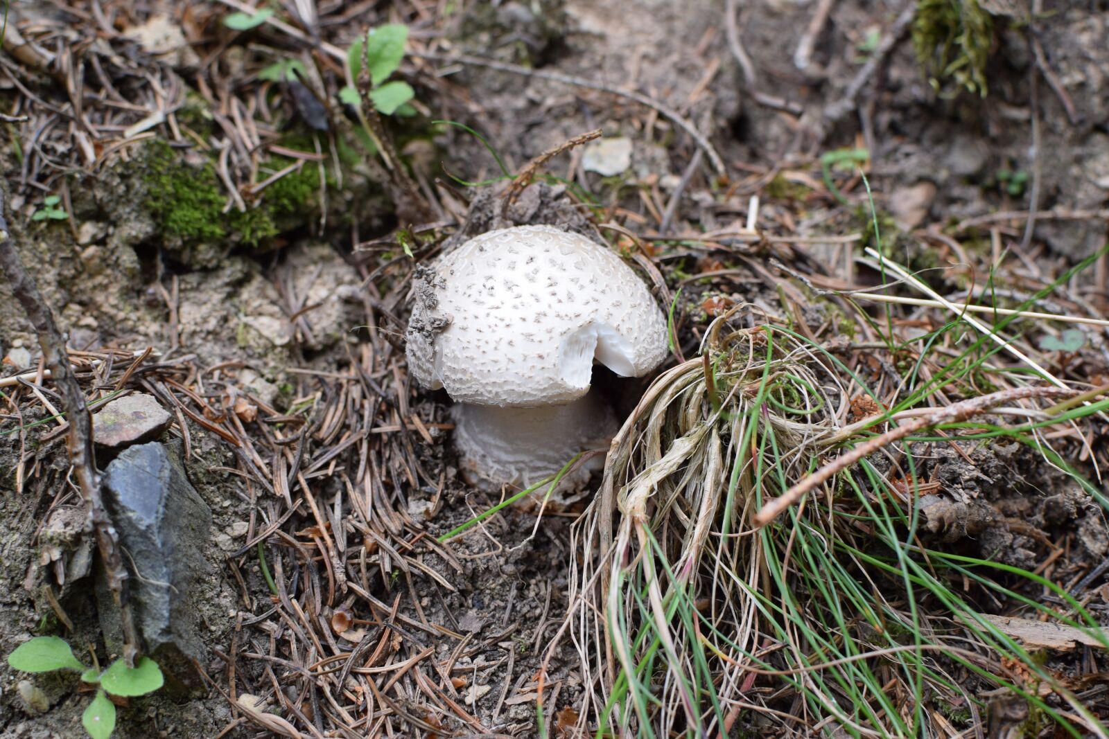 Nikon D5300 sample photo. Mushroom, forest, disc fungus photography