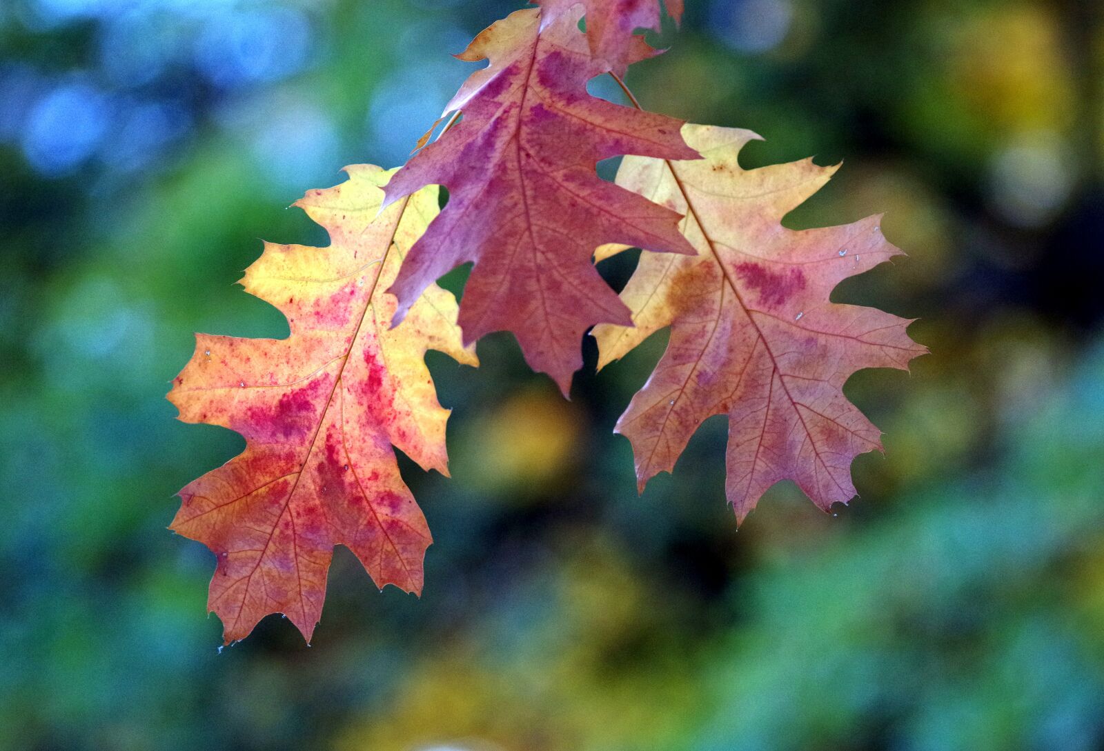 Pentax K-30 sample photo. Fall color, leaves, fall photography