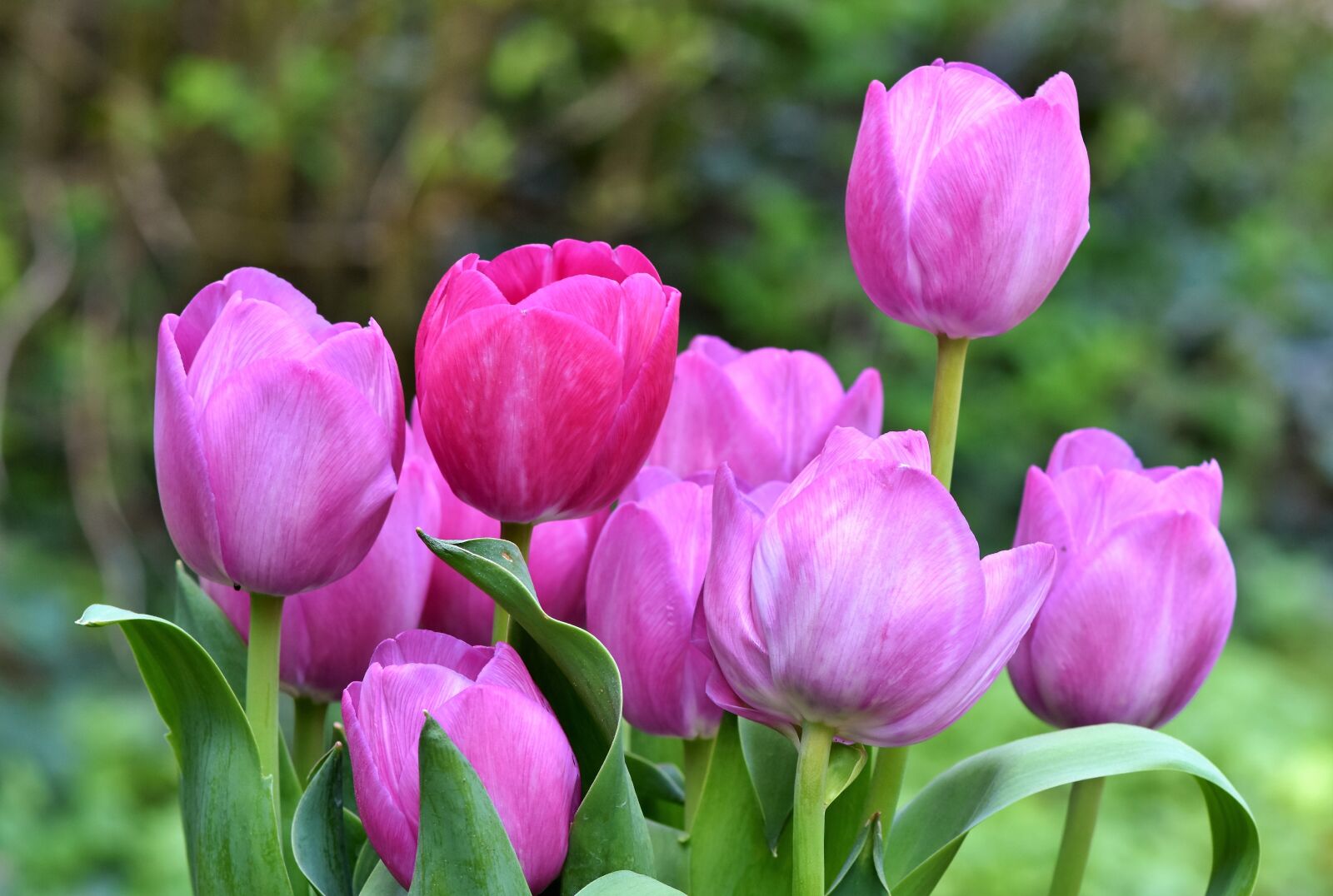 Nikon D7200 sample photo. Tulip, tulip bouquet, blossom photography