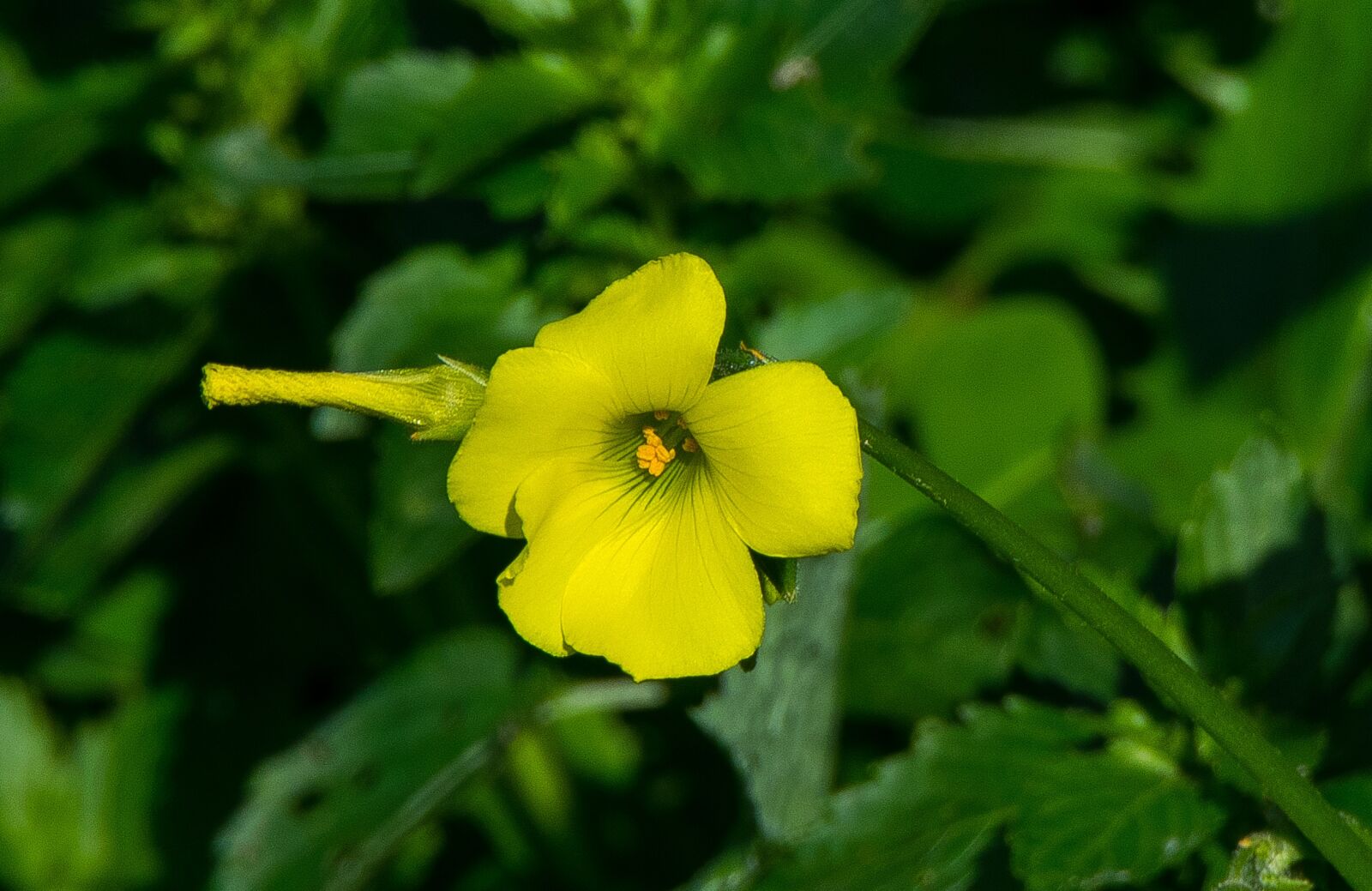 Nikon D5300 sample photo. Nature, plant, leaf photography
