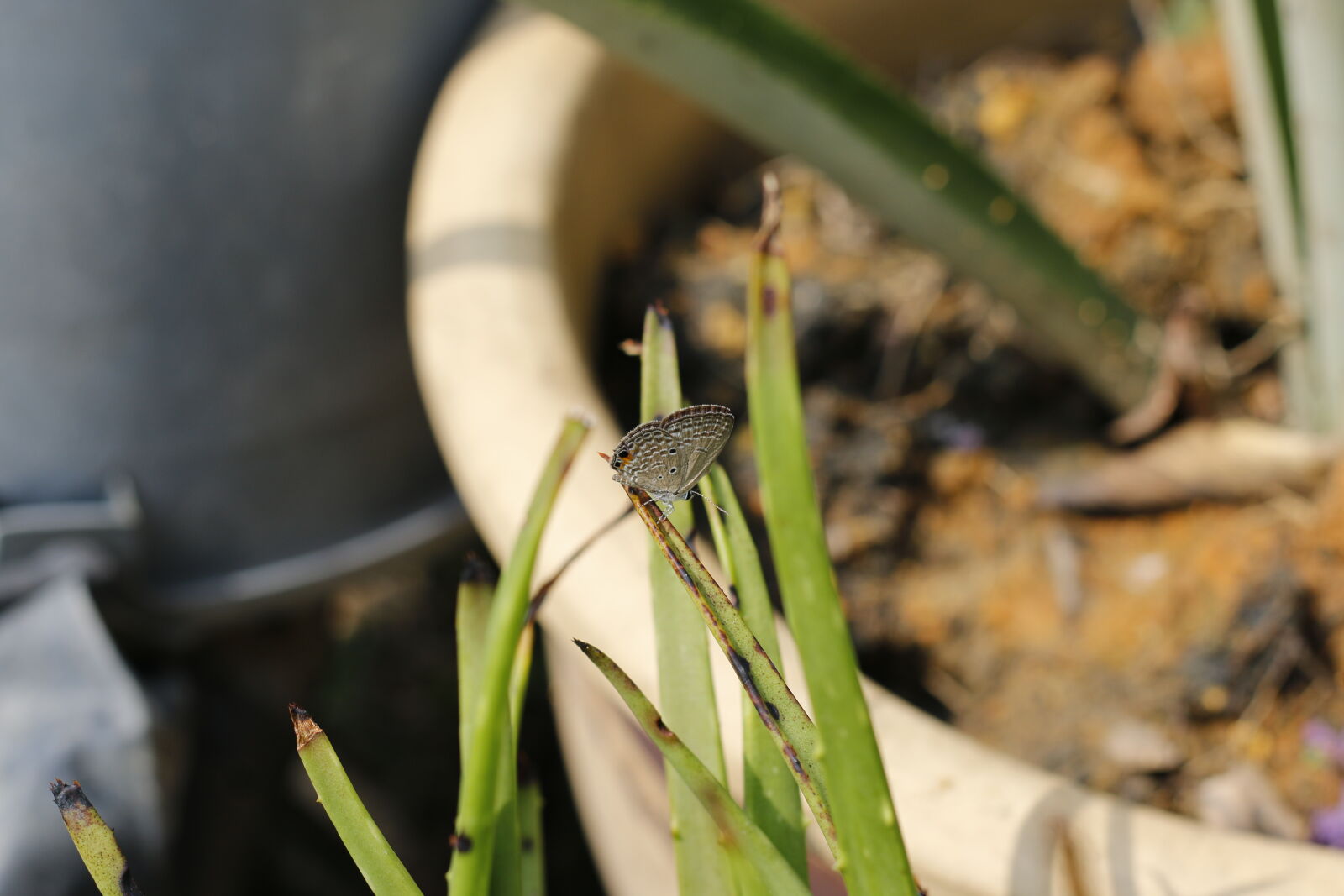 Canon EF 50mm F1.8 STM sample photo