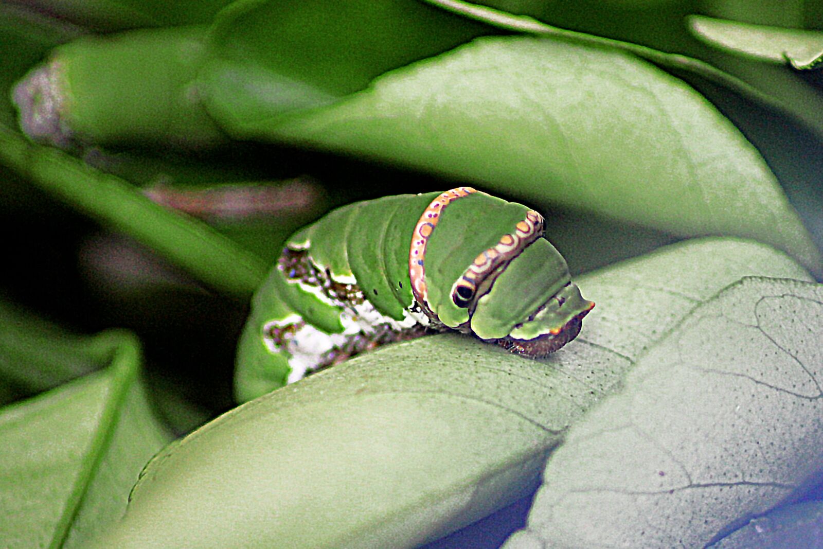 Canon EOS 550D (EOS Rebel T2i / EOS Kiss X4) sample photo. Worm, butterfly son, butterfly photography