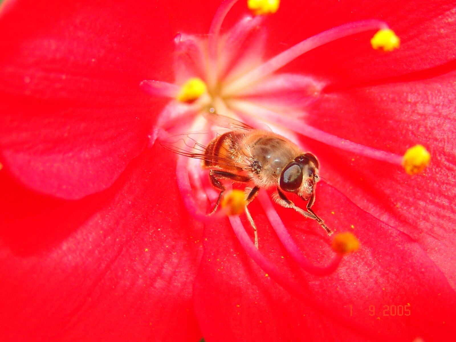 Sony DSC-F828 sample photo. Bee, flower, red photography