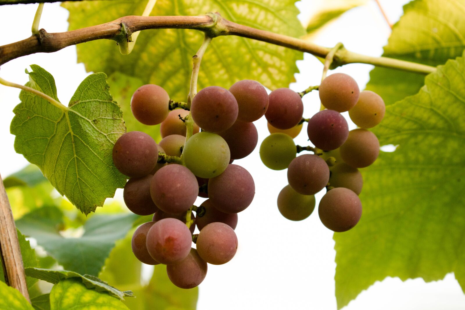Nikon D3300 sample photo. Grapes, summer, loza photography