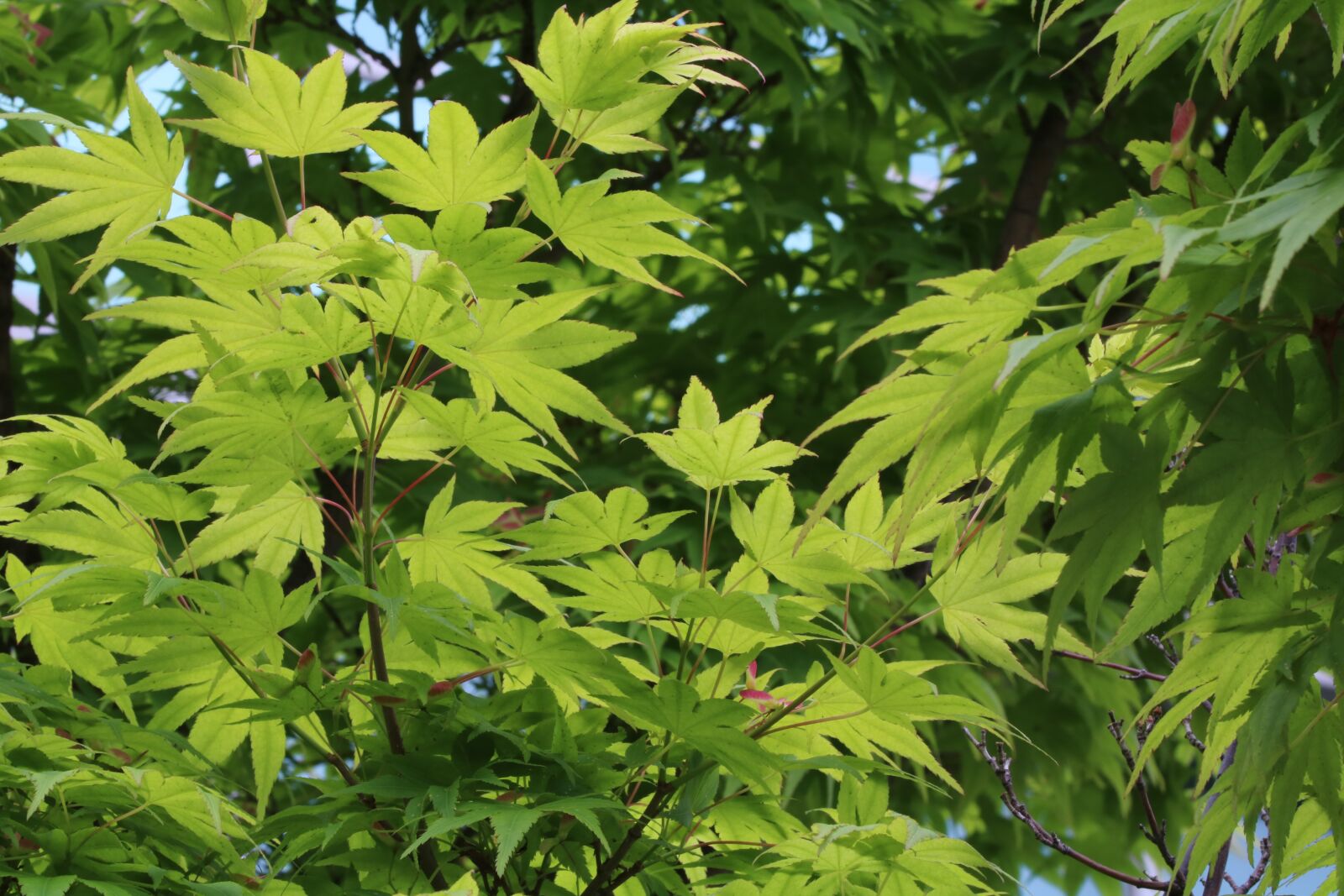 Canon EOS 750D (EOS Rebel T6i / EOS Kiss X8i) sample photo. Autumn leaves, blue, bud photography