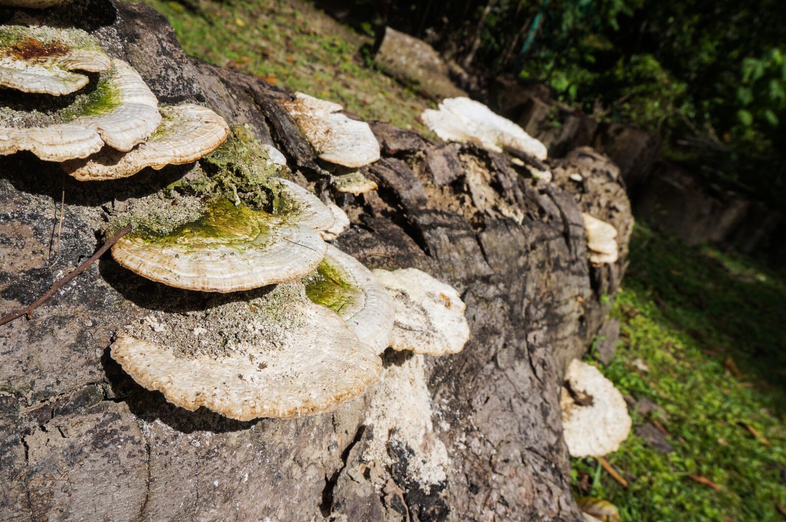 Sony Alpha NEX-3N + Sony E 16-50mm F3.5-5.6 PZ OSS sample photo. Nature, fungi, wild mushroom photography